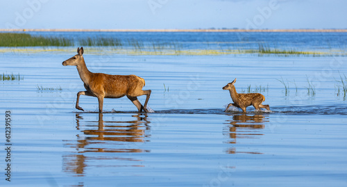 Red deer hind with fawn crossing water