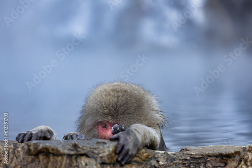 Sticker Japanese Snow monkey family,Jigokudani Monkey Park, Nagano, Japan