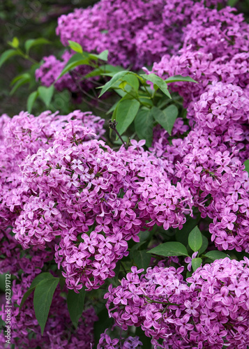 Large lilac bush in spring.  Bright flowers of spring lilac bush. Spring lilac flowers close-up. Twig beautiful varietal blooming flower