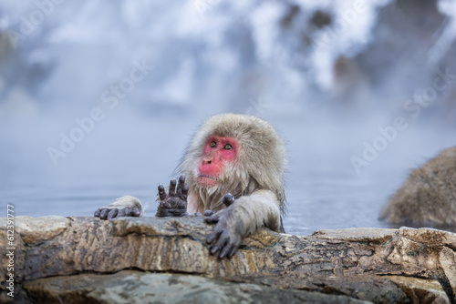 Japanese Snow monkey family,Jigokudani Monkey Park, Nagano, Japan  © rbk365