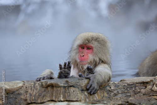 Japanese Snow monkey family,Jigokudani Monkey Park, Nagano, Japan  © rbk365