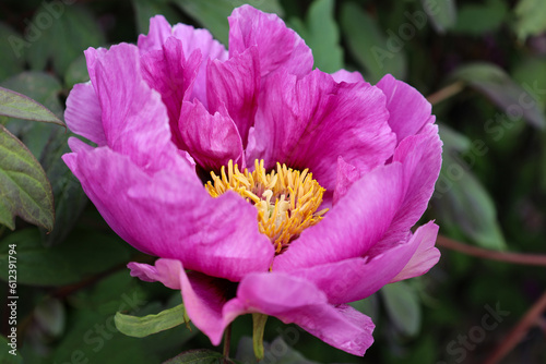 Large dark pink peony flower in the botanical garden. A flower of a peony tree with pink large petals and a yellow center on a bush with green leaves close up. Paeonia suffruticosa in park