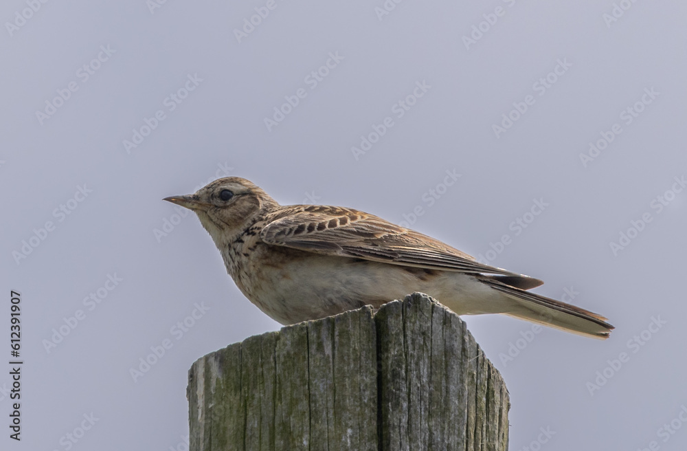 Fototapeta premium Skylark