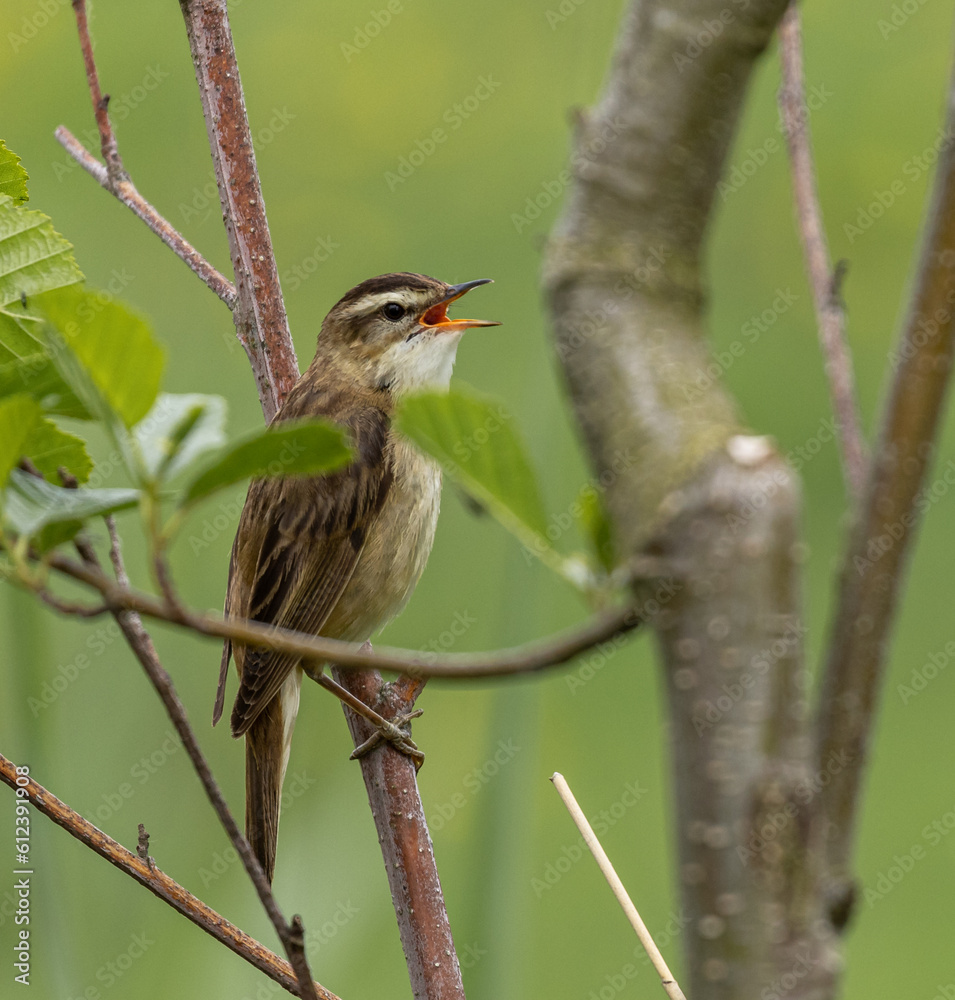 Fototapeta premium Sedge warbler
