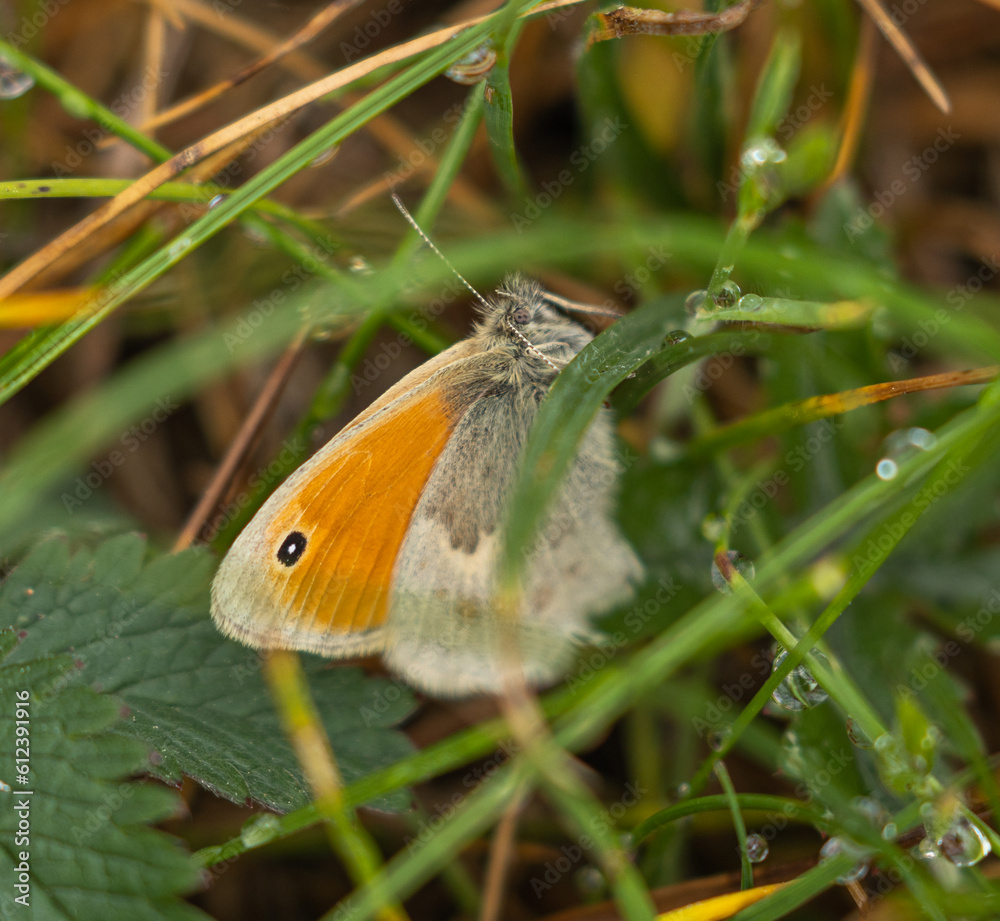 Obraz premium Small heath butterfly