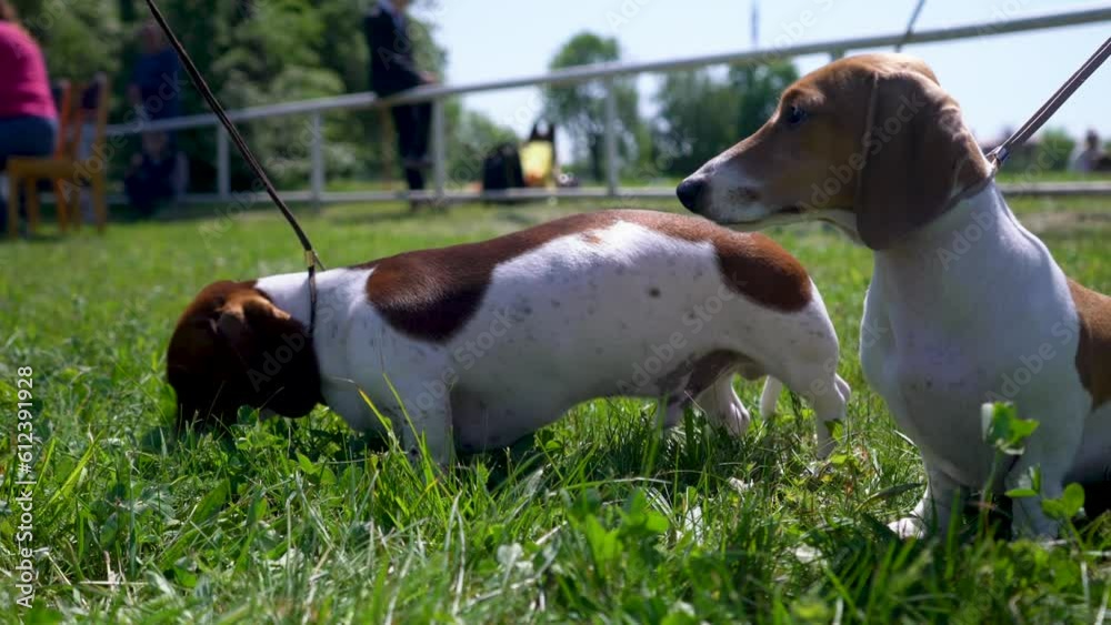 Two dachshunds on a leash play on the green grass. Two dachshunds on a leash play on the green grass.