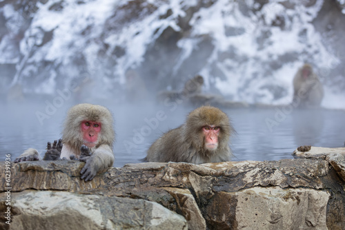Japanese Snow monkey family Jigokudani Monkey Park  Nagano  Japan 
