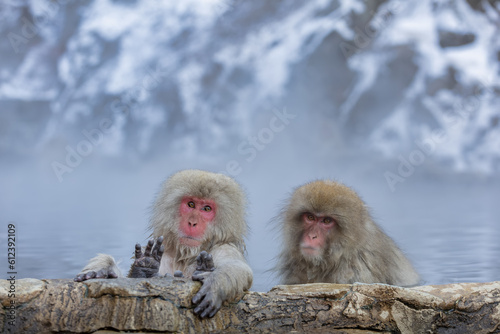 Japanese Snow monkey family,Jigokudani Monkey Park, Nagano, Japan 
