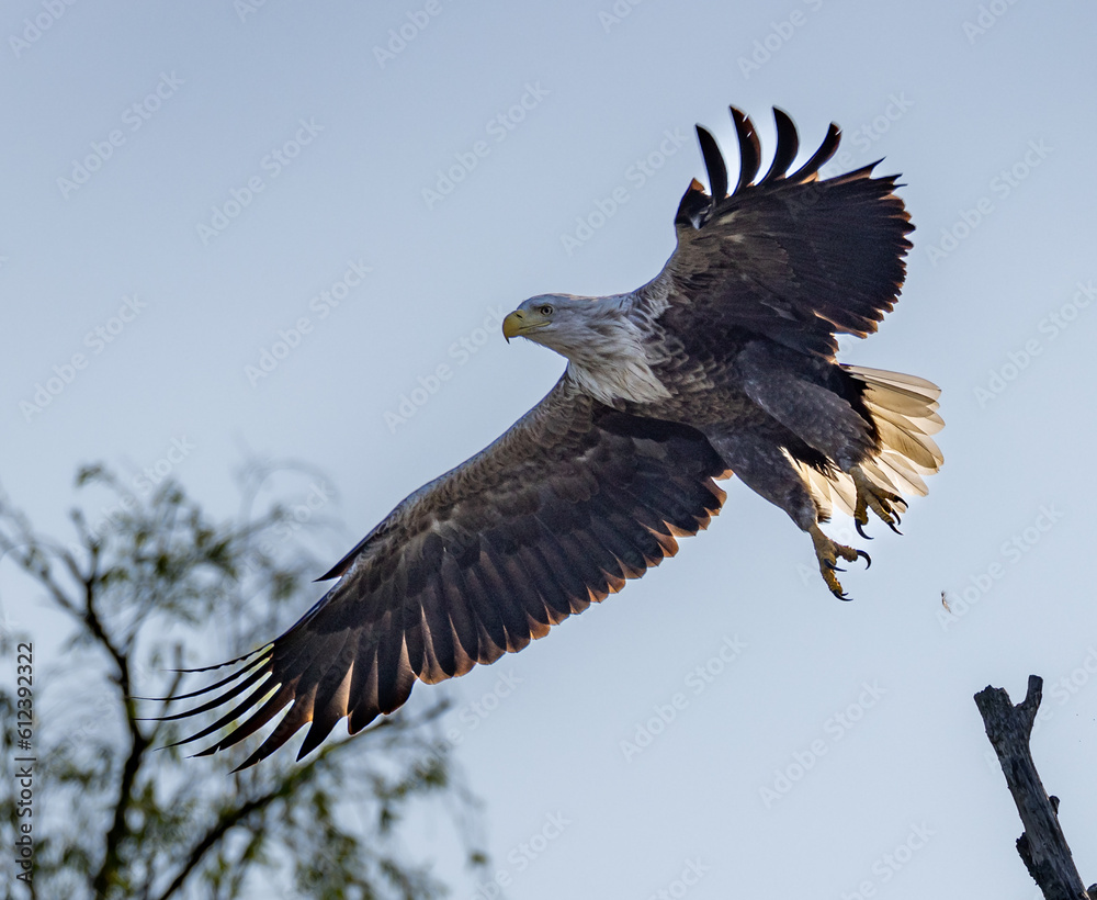 Fototapeta premium White-tailed eagle