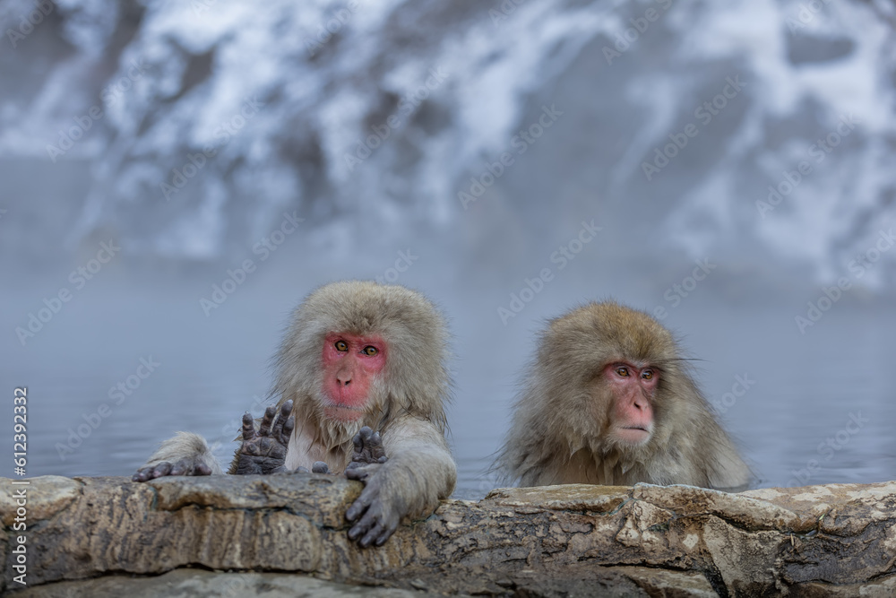 Japanese Snow monkey family,Jigokudani Monkey Park, Nagano, Japan
Japanese Snow monkey family,Jigokudani Monkey Park, Nagano, Japan
