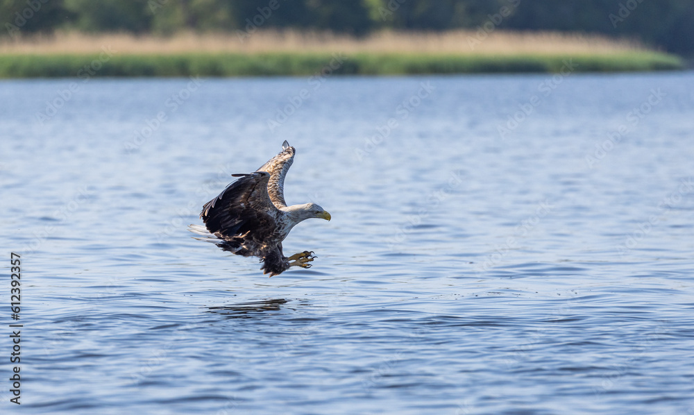 Obraz premium White-tailed eagle