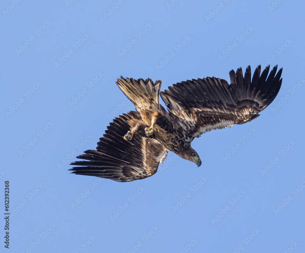 Obraz premium White-tailed eagle