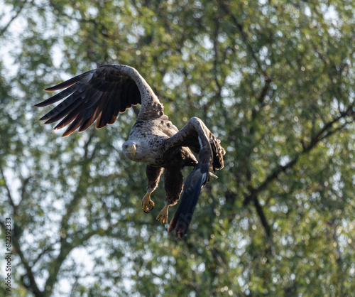 White-tailed eagle