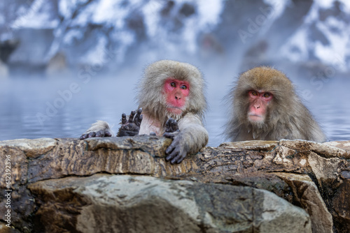 Japanese Snow monkey family,Jigokudani Monkey Park, Nagano, Japan 
