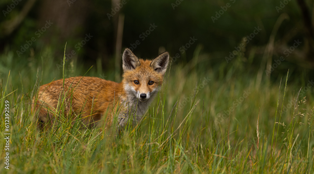 Young red fox in meadow