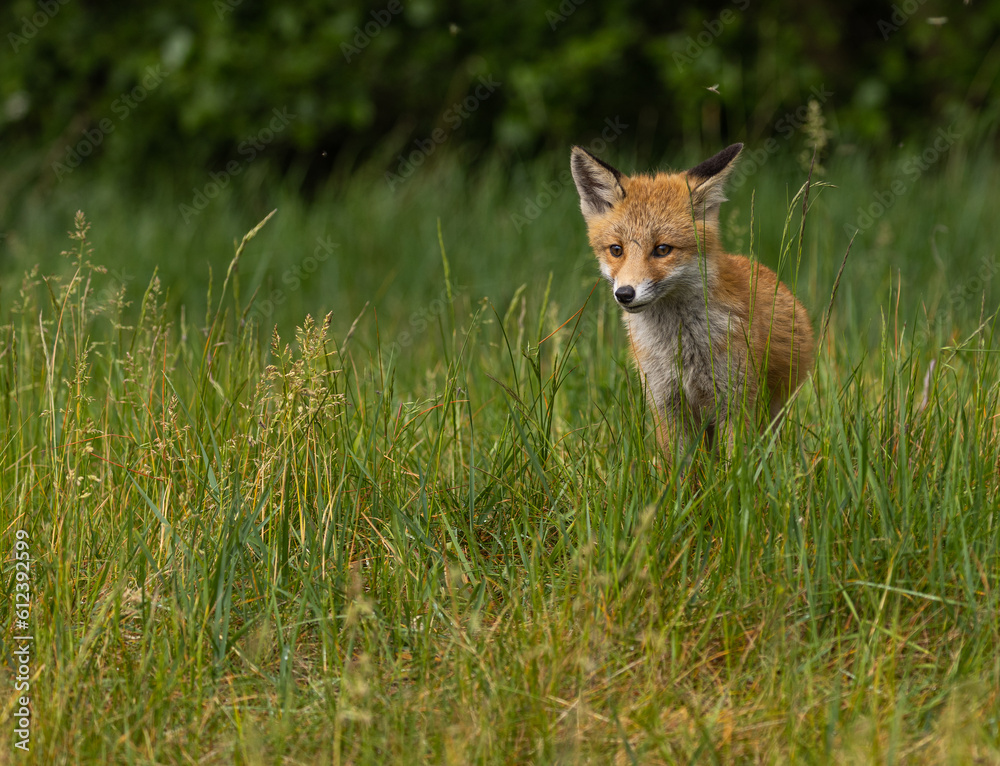 Obraz premium Young red fox in meadow