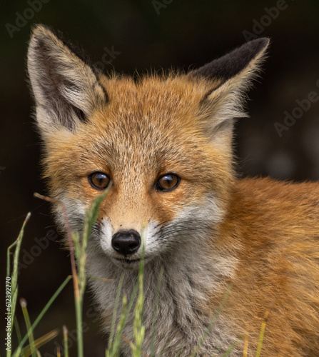 Young red fox in meadow © David