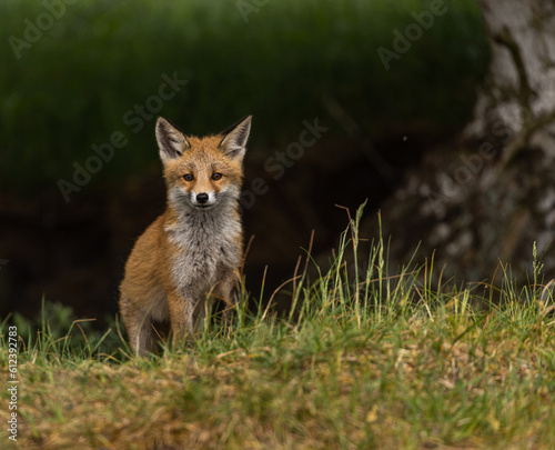 Young red fox in meadow