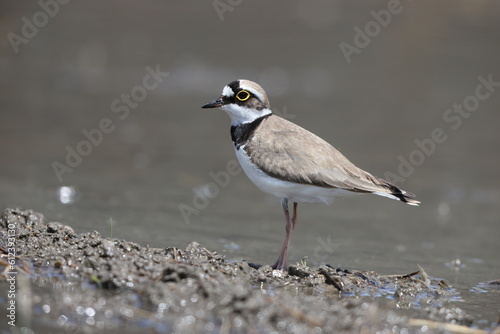 Little ringed plover (Charadrius dubius curonicus) in Japan photo