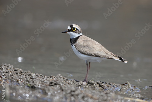 Little ringed plover (Charadrius dubius curonicus) in Japan