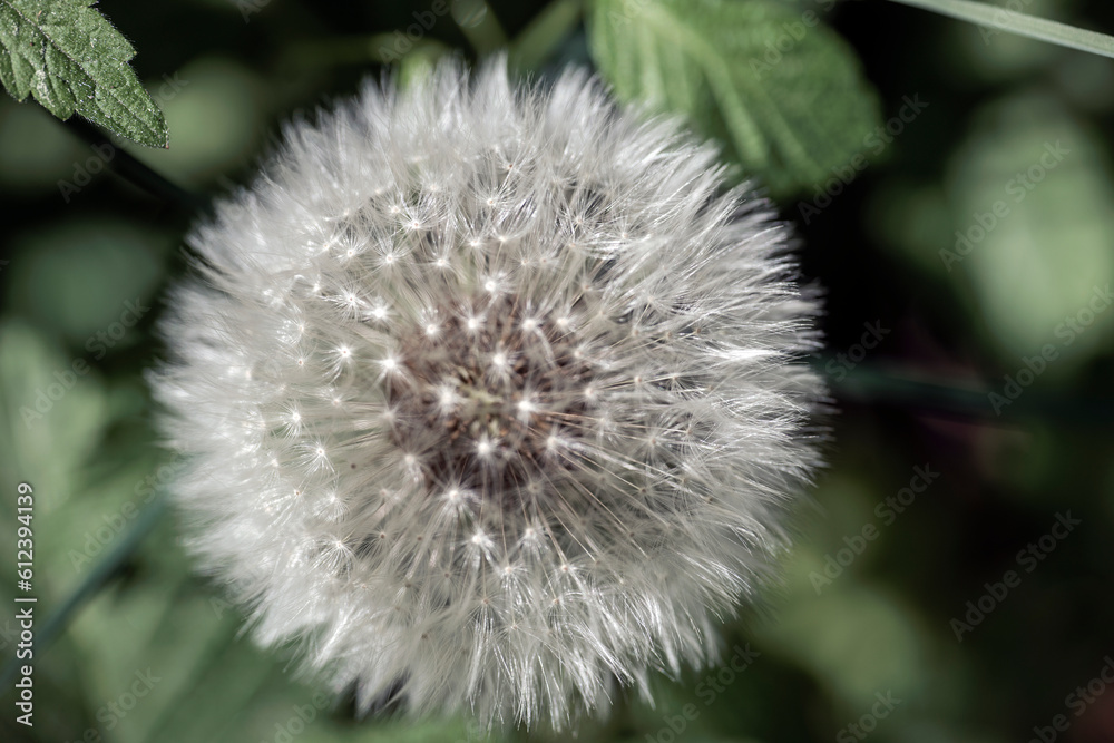 Obraz premium dandelion on green background, nacka,sverige,sweden,stockholm