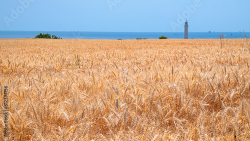 Golden wheat rye landscape in sun day. Golden harvest background. Bread plant agriculture farm cereal crop in sunset