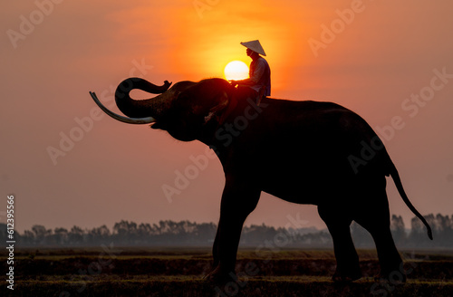 Photography Silhouette of mahout man sit on back of big Asian elephant and stand in the field with morning sun on background with mahout in position of touch and hold the sun