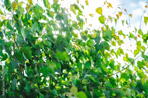 Fototapeta Naklejka Na Ścianę i Meble -  liście brzozy, birch leaves