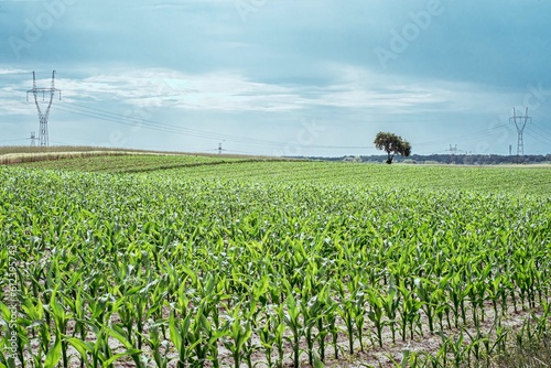 pole kukurydzy młodej, corn filed