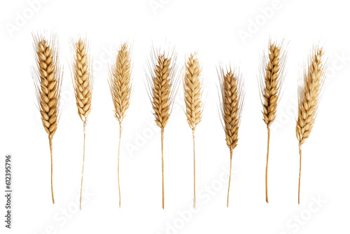 Wheat ears isolated on white background for package design, AI