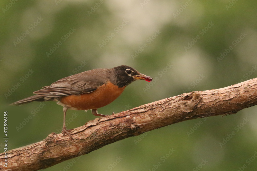 Robin parents collecting food for chicks Robin parents collecting food for chicks