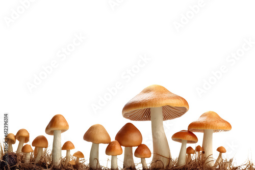 fresh Mushrooms isolated on white background, AI