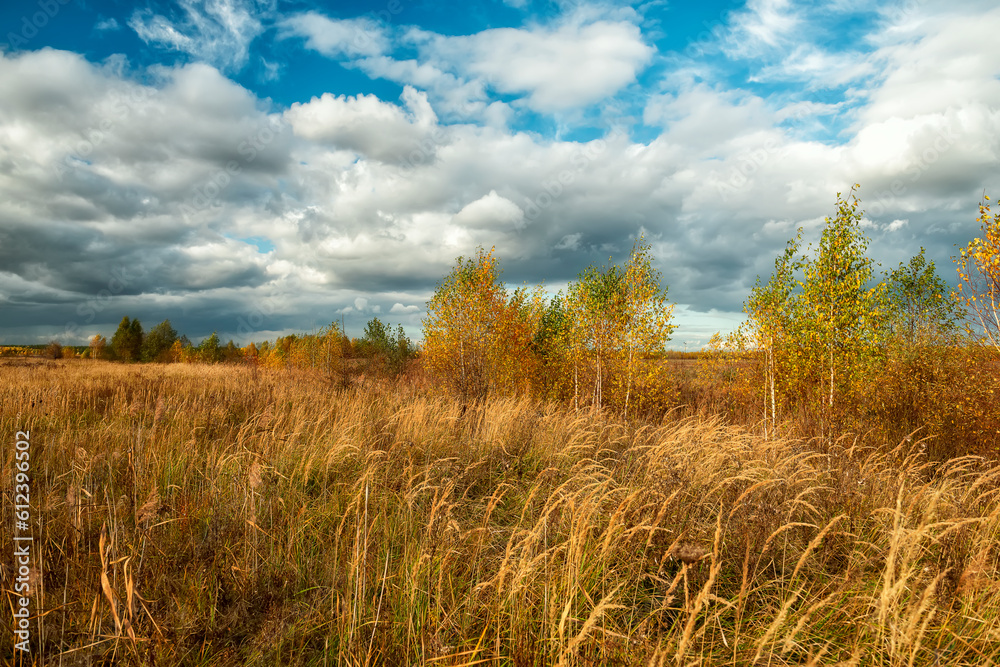 Autumn landscape on a sunny day. Dry yellow grass and golden birches and dramatic sky. Autumn landscape on a sunny day. Dry yellow grass and golden birches and dramatic sky.