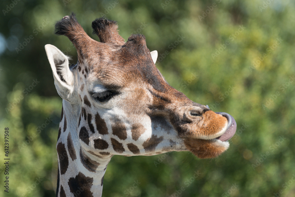 Obraz premium Giraffe