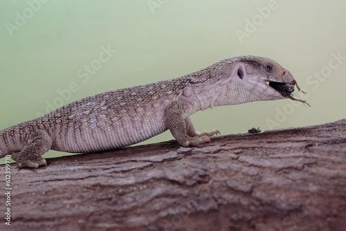 A savannah monitor is eating a cricket on a dry tree trunk. This reptile with its natural habitat on the African continent has the scientific name Varanus exanthematicus. photo