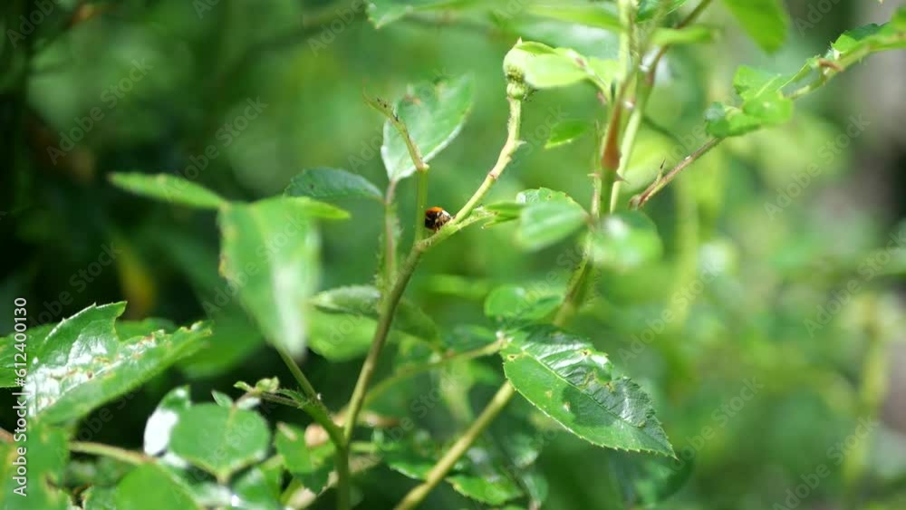 coccinelle rouge sur une feuille verte dans un jardin en france. insectivore