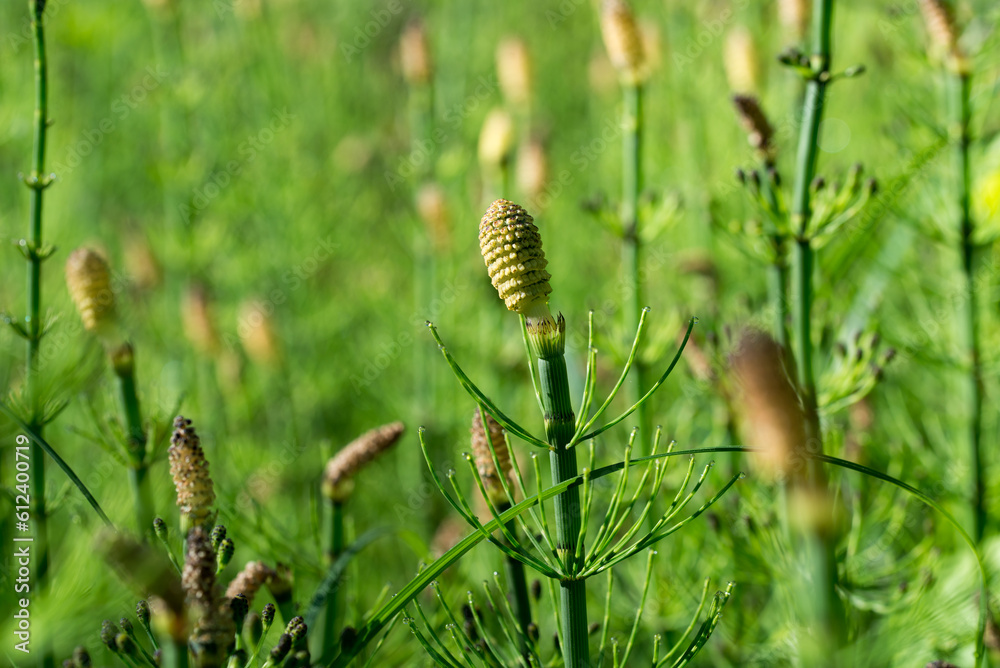Equisetum fluviatile, swamp horsetail closeup selective focus Equisetum fluviatile, swamp horsetail closeup selective focus