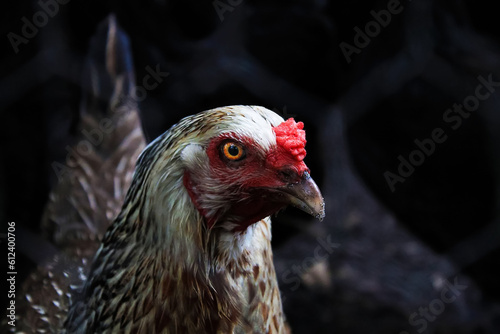 Close-up of chicken in a dark setting