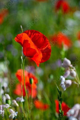 Papaver rhoeas or common poppy  red poppy is an annual herbaceous flowering plant in the poppy family  Papaveraceae  with red petals. Frog perspective of flowering meadow with translucent red flowers.
