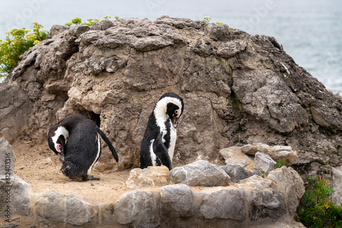 Two African small Penguins at the Zoo of Magdalena Palace in Santander. Rocky background. 