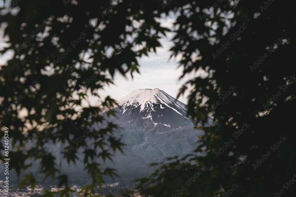 Fototapeta premium 木漏れ富士