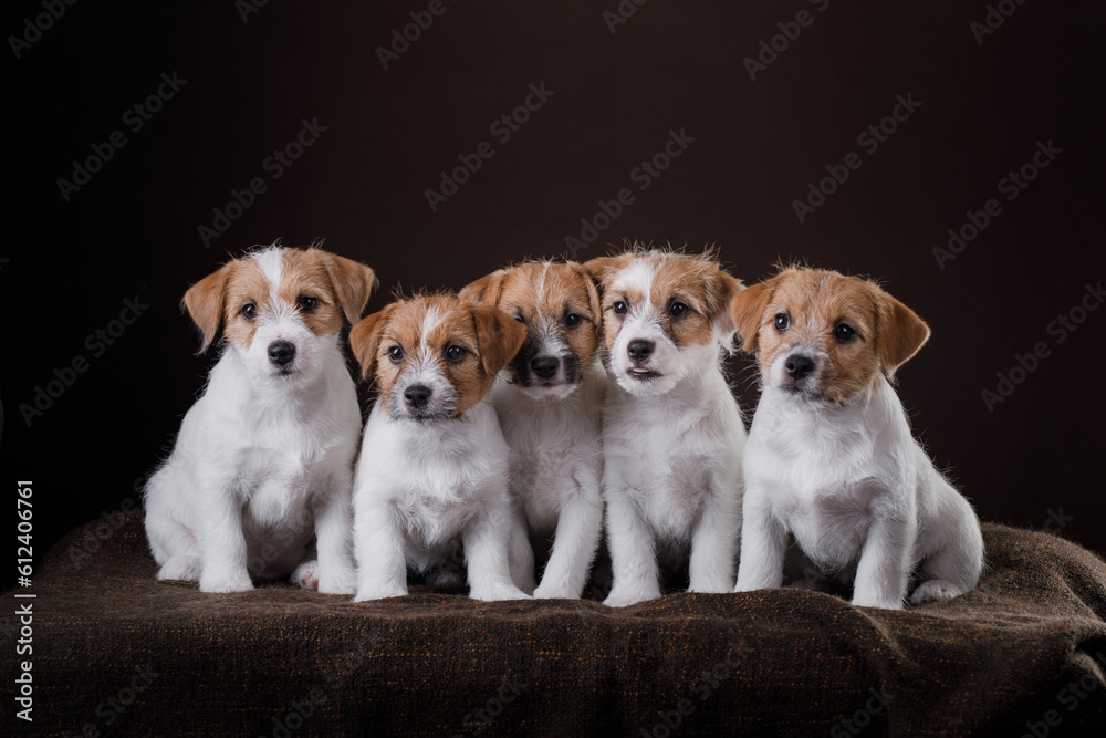 five Jack Russell Terrier puppies on a dark background. Dogs in the studio. cute pets