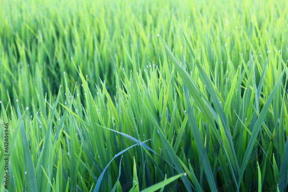 green grass in the morning green grass in the morning