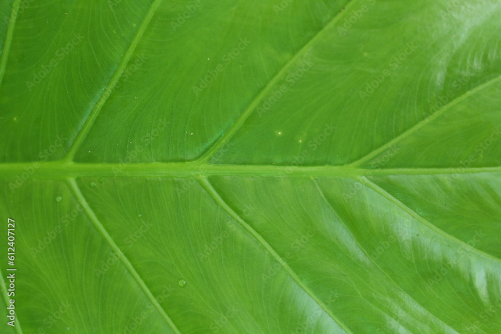 close up of leaf close up of leaf