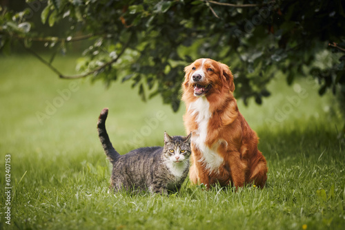 Fotografia Cat and dog sitting together on meadow