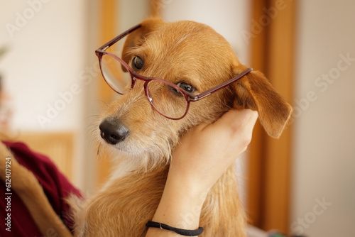 Dog with glasses photo