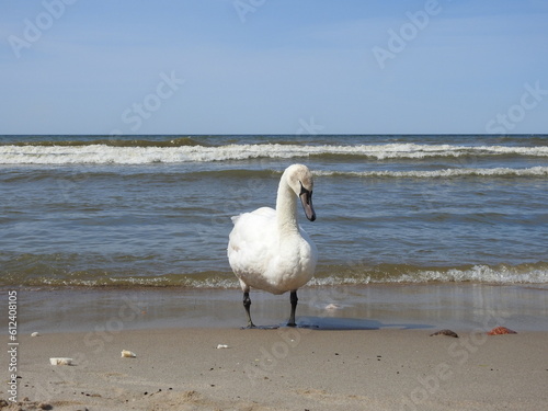 Fototapeta Naklejka Na Ścianę i Meble -  sad swan on the beach of the baltic sea