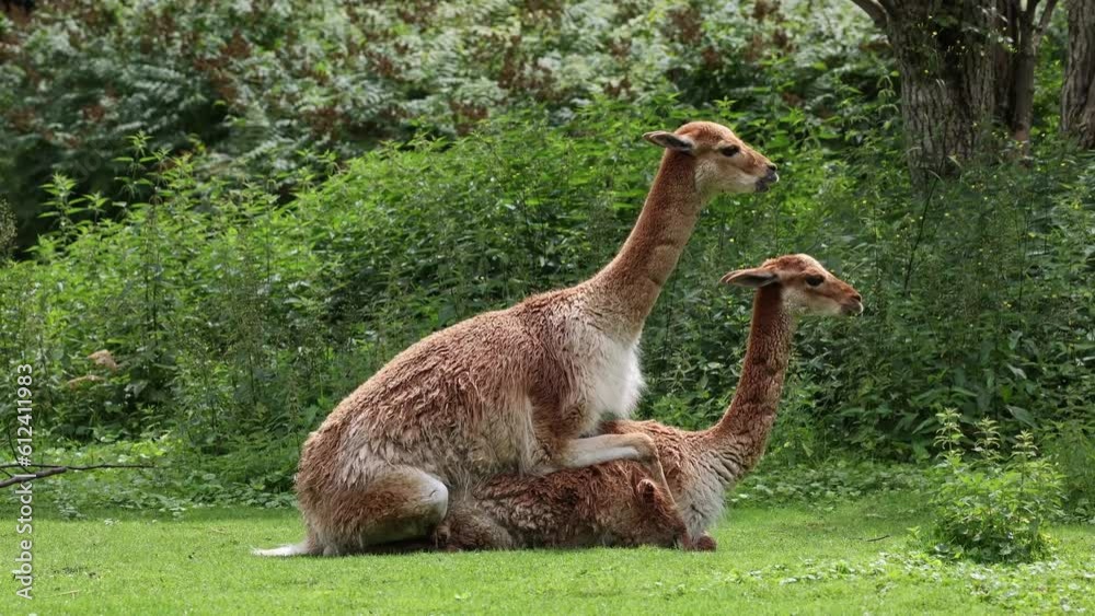 mating behavior of the Vicunas, Vicugna Vicugna, relatives of the llama which live in the high alpine areas of the Andes