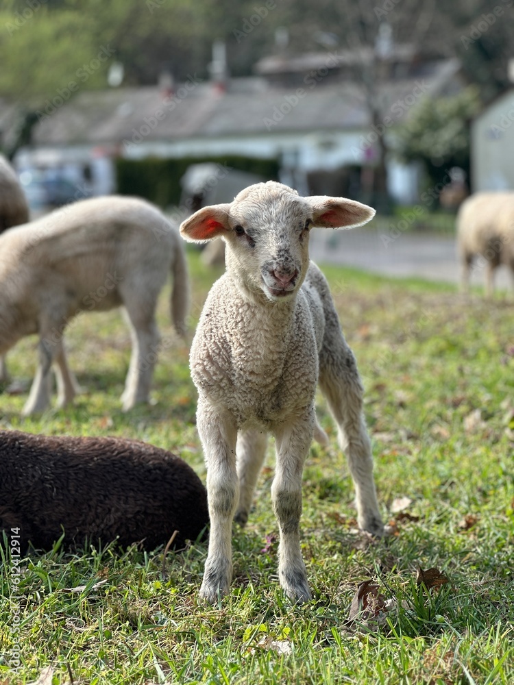 Sheep Sheep