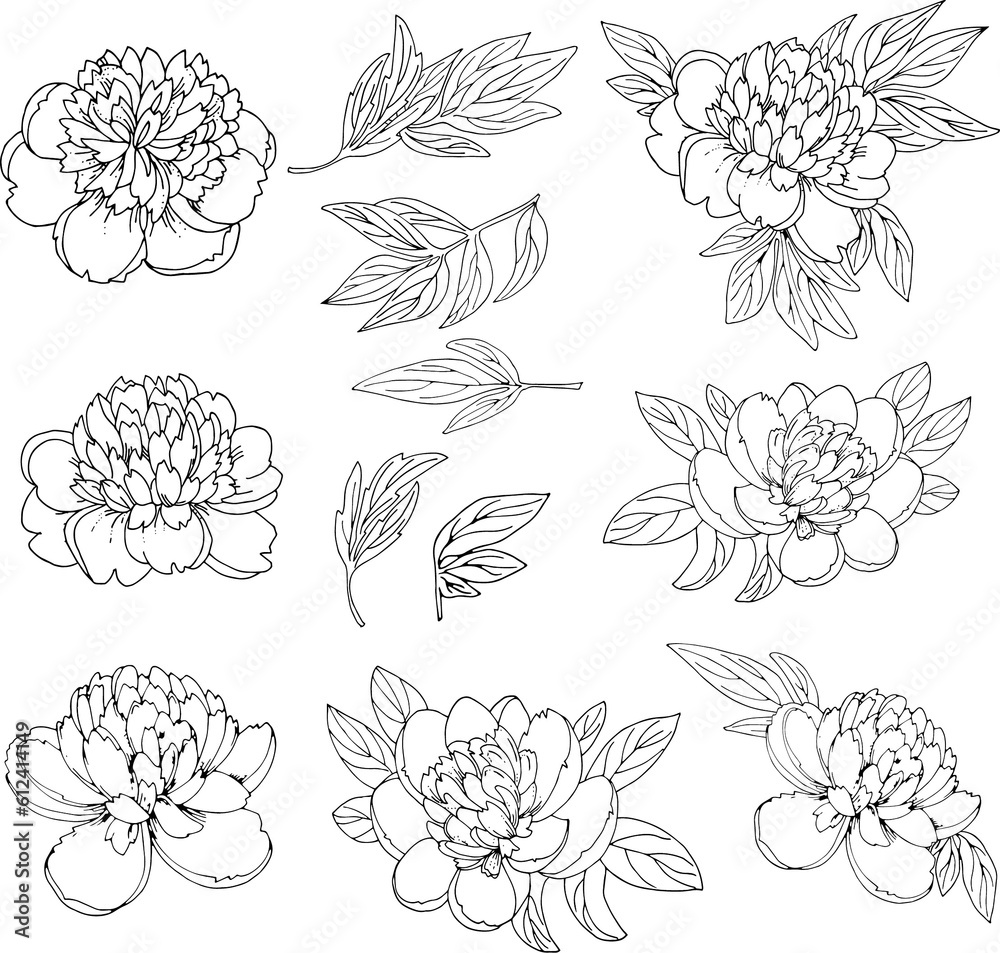 A set of peony leaves and flowers for making a wedding bouquet black and white linear image for coloring real png A set of peony leaves and flowers for making a wedding bouquet black and white linear image for coloring real png